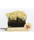 Rose Teddy 40 cm