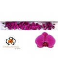 Phalaenopsis Purple Haze x 25