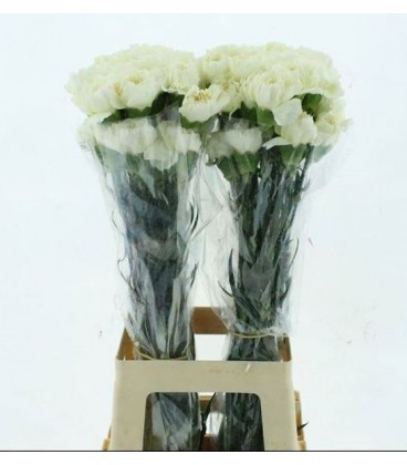 Oeillet Weeding x 20