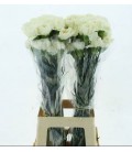 Oeillet Weeding x 20