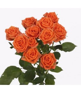 Rose Branchue Picanto 60 cm