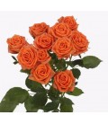 Rose Branchue Picanto 60 cm