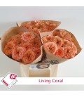 Rose Living coral 40 cm