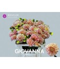 Dahlia Giovanna 60 cm
