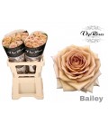 Rose Bailey 60 cm