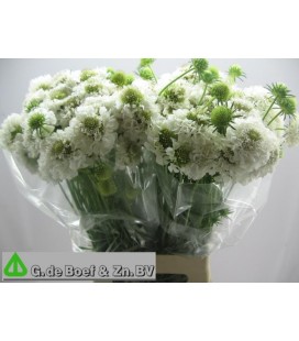 Scabieuse Scoop blanche 65 cm
