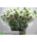 Scabieuse Scoop blanche 65 cm