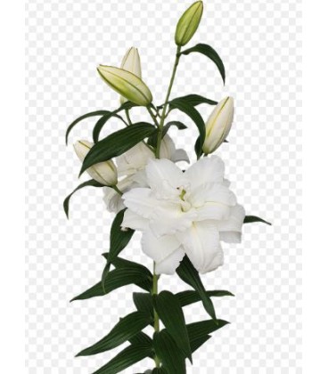 Lys Or Du Bo Of Beautyfull 90 cm