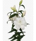 Lys Or Du Bo Of Beautyfull 90 cm