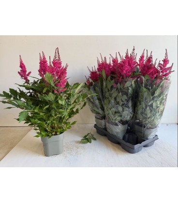 Astilbe Jazzrock Ø 14