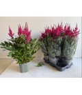 Astilbe Jazzrock Ø 14