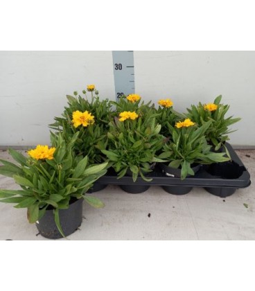 Coreopsis Ø 13
