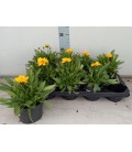 Coreopsis Ø 13