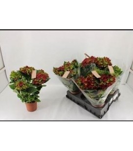 Hortensia M hi Road Ø 14