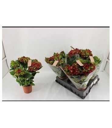 Hortensia M hi Road Ø 14