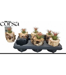 Compo Tillansia Ø 08