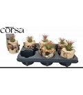 Compo Tillansia Ø 08