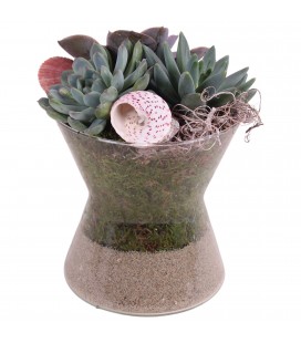 Compo plantes 16 cm