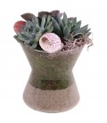 Compo plantes 16 cm