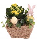 Compo plante15 cm
