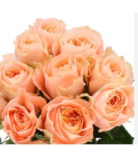 Rose Charming Reeva 50 cm