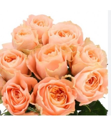 Rose Charming Reeva 50 cm