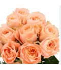 Rose Charming Reeva 50 cm