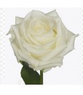 Rose Noelia 60 cm