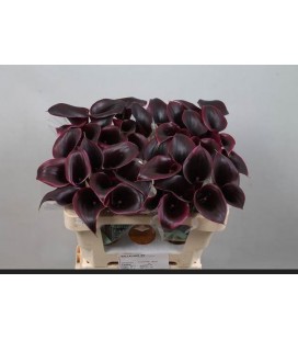 Calla Cantor 50 cm