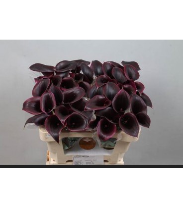 Calla Cantor 50 cm