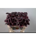 Calla Cantor 50 cm