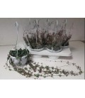 Ceropegia Woodii sup Ø 14