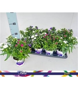 Aster showm Ø 12