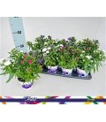 Aster showm Ø 12