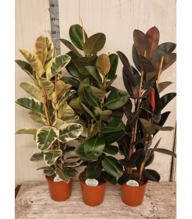 Ficus el ov Ø 24 h 140