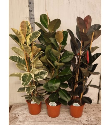 Ficus el ov Ø 24 h 140