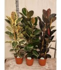 Ficus el ov Ø 24 h 140