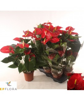 Anthurium Famous Red Ø 17