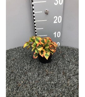 Houttunia Ø 10.5