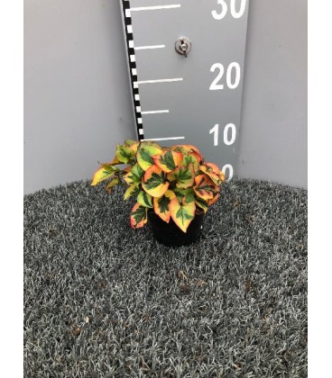 Houttunia Ø 10.5