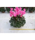 Cyclamen mix Ø 13.5