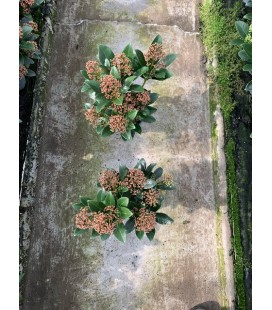 Skimmia rubella 5 fl Ø 10.5