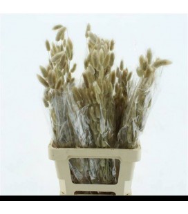 Lagurus (1 botte ) 60 cm NATURE