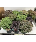 Sedum mix Ø 19