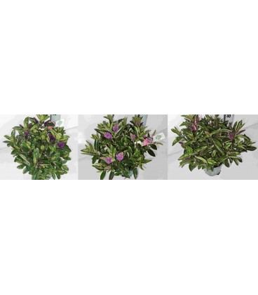 Veronique vert mix 4 varietés pot15