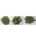 Veronique vert mix 4 varietés pot15