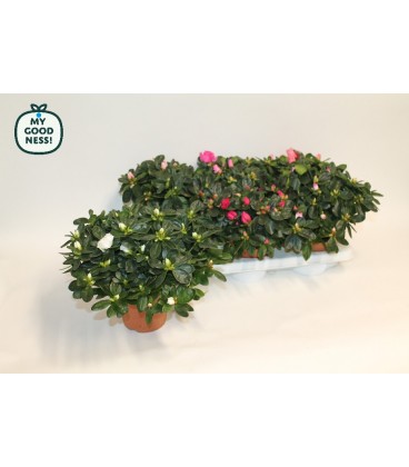 Azalée pot de 14 mix diam 22/25