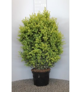 Buis buisson Ø 26 h 60/80
