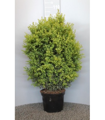 Buis buisson Ø 26 h 60/80