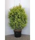 Buis buisson Ø 26 h 60/80